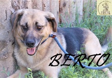 BERTO, Hund, Mischlingshund in Bosnien und Herzegowina - Bild 8