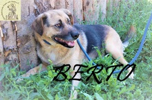 BERTO, Hund, Mischlingshund in Bosnien und Herzegowina - Bild 9