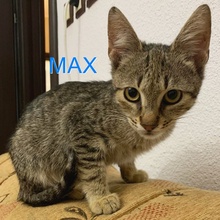 MAX, Katze, Europäisch Kurzhaar-Mix in Bulgarien - Bild 1