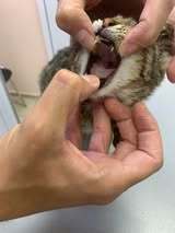 MAX, Katze, Europäisch Kurzhaar-Mix in Bulgarien - Bild 10