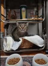 MAX, Katze, Europäisch Kurzhaar-Mix in Bulgarien - Bild 4