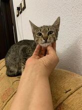 MAX, Katze, Europäisch Kurzhaar-Mix in Bulgarien - Bild 6