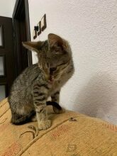 MAX, Katze, Europäisch Kurzhaar-Mix in Bulgarien - Bild 7