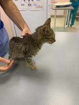 MAX, Katze, Europäisch Kurzhaar-Mix in Bulgarien - Bild 8
