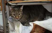 MAX, Katze, Europäisch Kurzhaar-Mix in Bulgarien - Bild 9