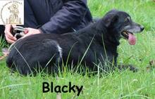 BLACKY, Hund, Mischlingshund in Bosnien und Herzegowina - Bild 2