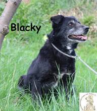 BLACKY, Hund, Mischlingshund in Bosnien und Herzegowina - Bild 3