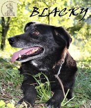 BLACKY, Hund, Mischlingshund in Bosnien und Herzegowina - Bild 4