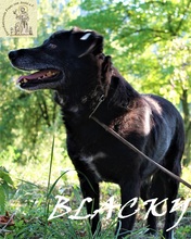 BLACKY, Hund, Mischlingshund in Bosnien und Herzegowina - Bild 5