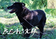 BLACKY, Hund, Mischlingshund in Bosnien und Herzegowina - Bild 6
