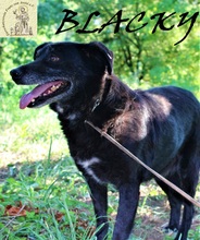 BLACKY, Hund, Mischlingshund in Bosnien und Herzegowina - Bild 7