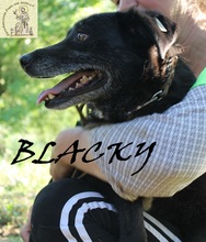 BLACKY, Hund, Mischlingshund in Bosnien und Herzegowina - Bild 8