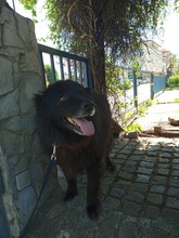 MRKI, Hund, Mischlingshund in Bosnien und Herzegowina - Bild 10