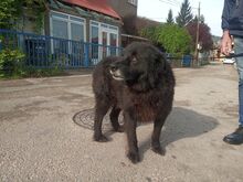 MRKI, Hund, Mischlingshund in Bosnien und Herzegowina - Bild 4