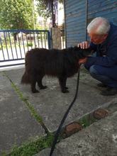 MRKI, Hund, Mischlingshund in Bosnien und Herzegowina - Bild 8