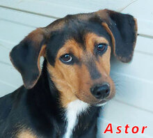ASTOR, Hund, Mischlingshund in Italien - Bild 1