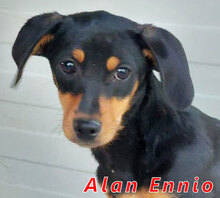 ALANENNIO, Hund, Mischlingshund in Italien - Bild 7