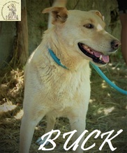 BUCK, Hund, Mischlingshund in Bosnien und Herzegowina - Bild 10