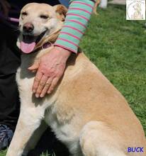 BUCK, Hund, Mischlingshund in Bosnien und Herzegowina - Bild 3