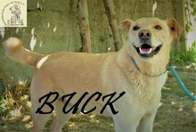 BUCK, Hund, Mischlingshund in Bosnien und Herzegowina - Bild 6