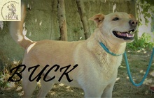 BUCK, Hund, Mischlingshund in Bosnien und Herzegowina - Bild 7