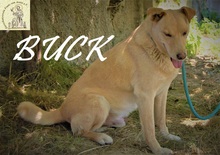 BUCK, Hund, Mischlingshund in Bosnien und Herzegowina - Bild 8