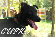 CLEO, Hund, Mischlingshund in Bosnien und Herzegowina - Bild 1