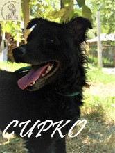 CLEO, Hund, Mischlingshund in Bosnien und Herzegowina - Bild 3