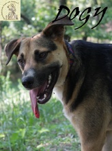 DOGY, Hund, Mischlingshund in Bosnien und Herzegowina - Bild 1