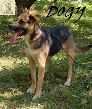 DOGY, Hund, Mischlingshund in Bosnien und Herzegowina - Bild 2