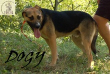 DOGY, Hund, Mischlingshund in Bosnien und Herzegowina - Bild 3