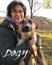 DOGY, Hund, Mischlingshund in Bosnien und Herzegowina - Bild 5