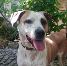 FLEKICA, Hund, Mischlingshund in Bosnien und Herzegowina - Bild 1