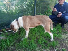 FLEKICA, Hund, Mischlingshund in Bosnien und Herzegowina - Bild 5