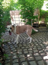 FLEKICA, Hund, Mischlingshund in Bosnien und Herzegowina - Bild 6
