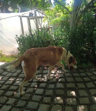 FLEKICA, Hund, Mischlingshund in Bosnien und Herzegowina - Bild 7