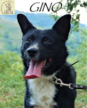 GINO, Hund, Mischlingshund in Bosnien und Herzegowina - Bild 1