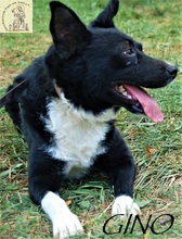 GINO, Hund, Mischlingshund in Bosnien und Herzegowina - Bild 2