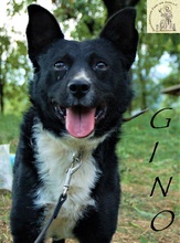 GINO, Hund, Mischlingshund in Bosnien und Herzegowina - Bild 3