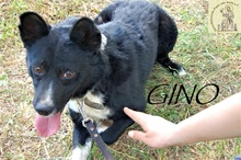 GINO, Hund, Mischlingshund in Bosnien und Herzegowina - Bild 4