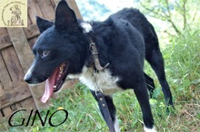 GINO, Hund, Mischlingshund in Bosnien und Herzegowina - Bild 5