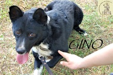 GINO, Hund, Mischlingshund in Bosnien und Herzegowina - Bild 7