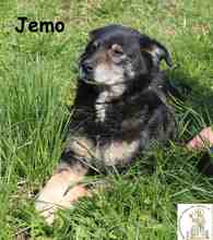JEMO, Hund, Mischlingshund in Bosnien und Herzegowina - Bild 1