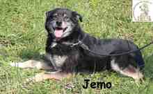 JEMO, Hund, Mischlingshund in Bosnien und Herzegowina - Bild 2