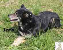 JEMO, Hund, Mischlingshund in Bosnien und Herzegowina - Bild 3
