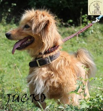 JUCKO, Hund, Mischlingshund in Bosnien und Herzegowina - Bild 1