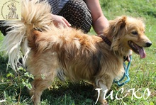 JUCKO, Hund, Mischlingshund in Bosnien und Herzegowina - Bild 2