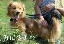 JUCKO, Hund, Mischlingshund in Bosnien und Herzegowina - Bild 3
