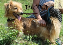 JUCKO, Hund, Mischlingshund in Bosnien und Herzegowina - Bild 4