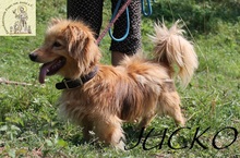 JUCKO, Hund, Mischlingshund in Bosnien und Herzegowina - Bild 5